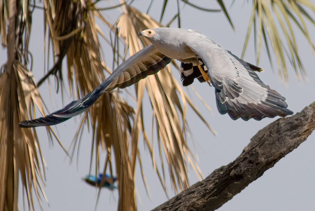 African harrier-hawk