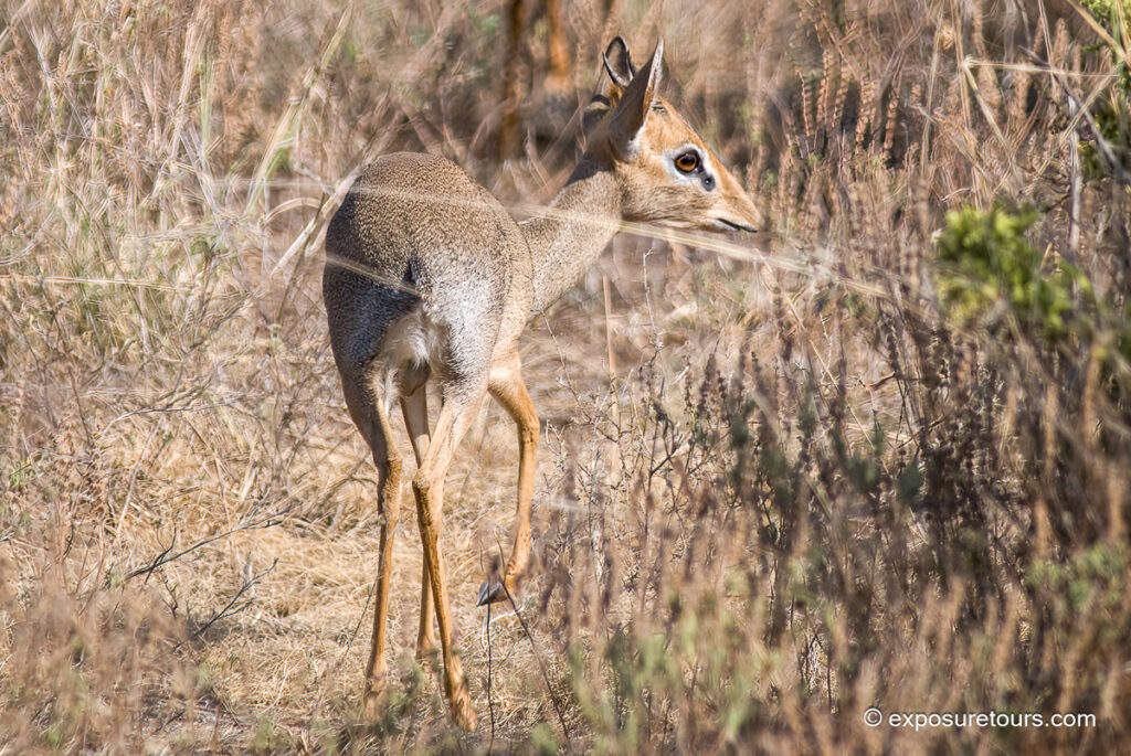Kirk&rsquo;s dik-dik back