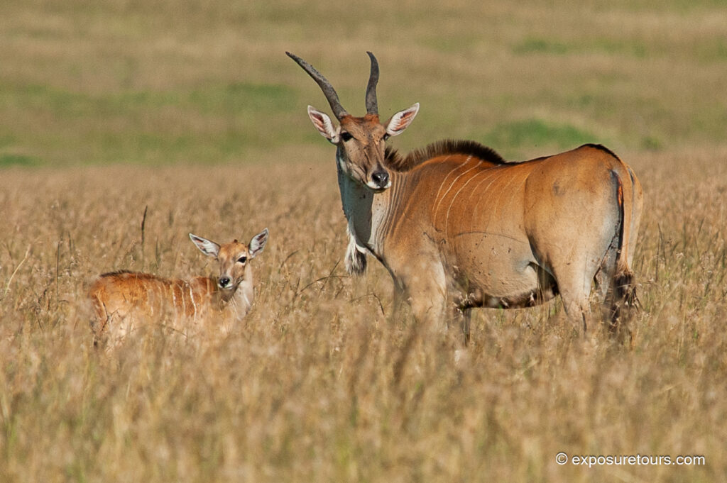 Eland with calf
