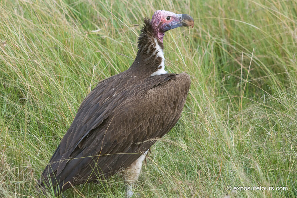 Lappet-faced Vulture