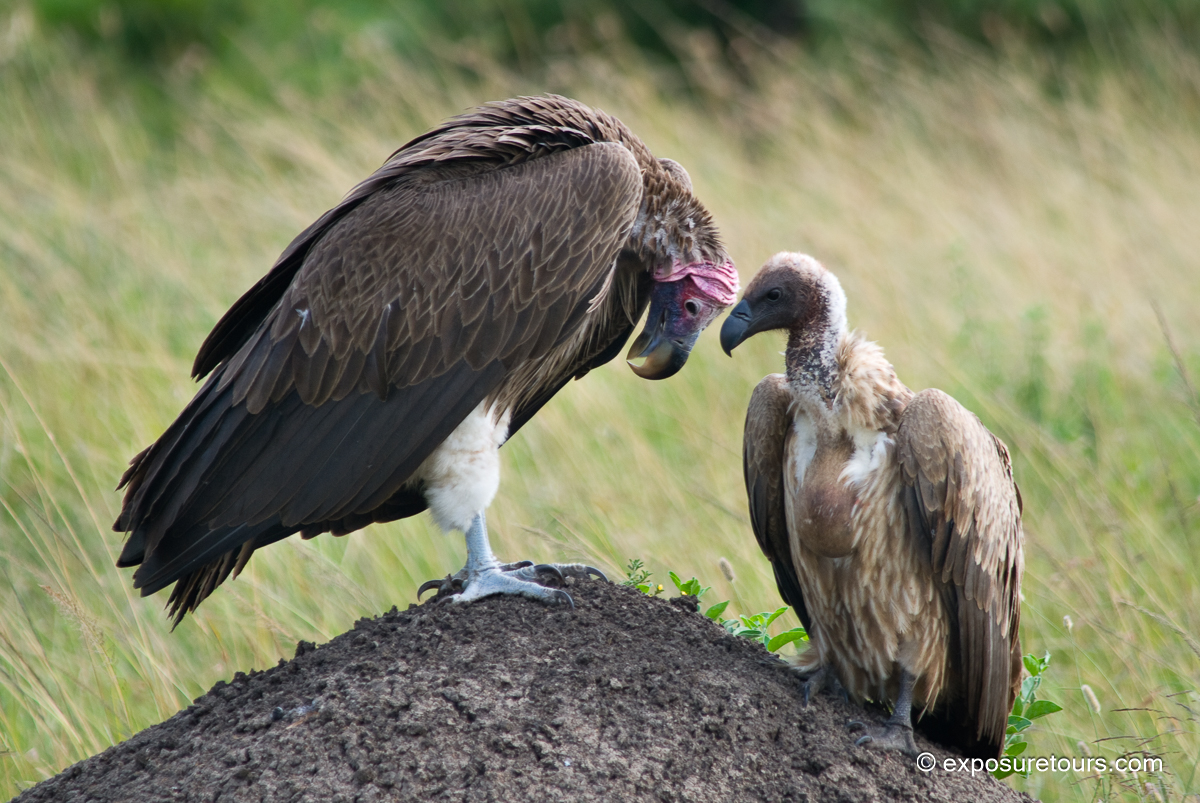 Lappet-faced Vulture with chick