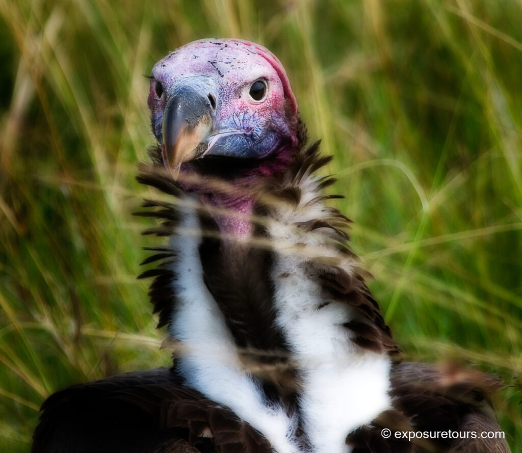 Lappet-faced Vulture face