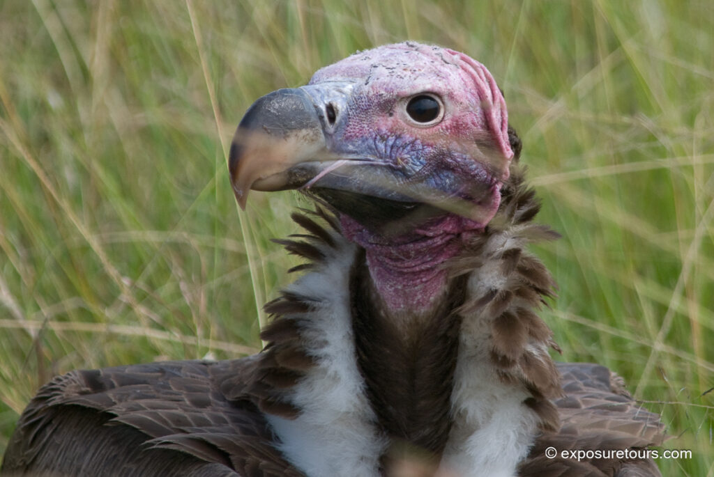 Lappet-faced Vulture face cliose up