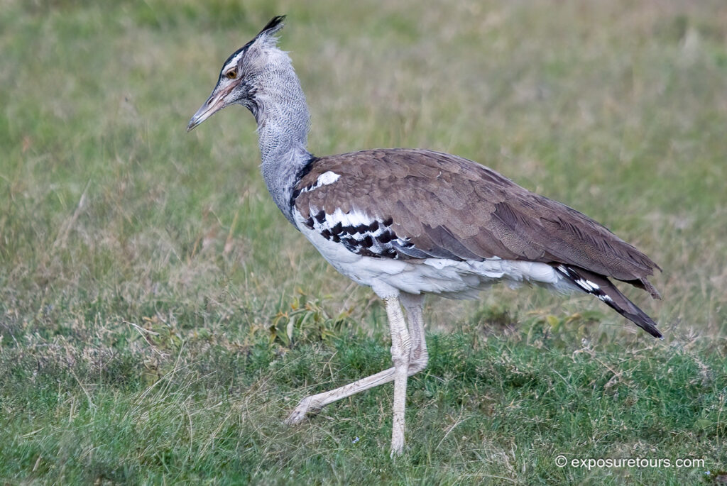 Kori bustard