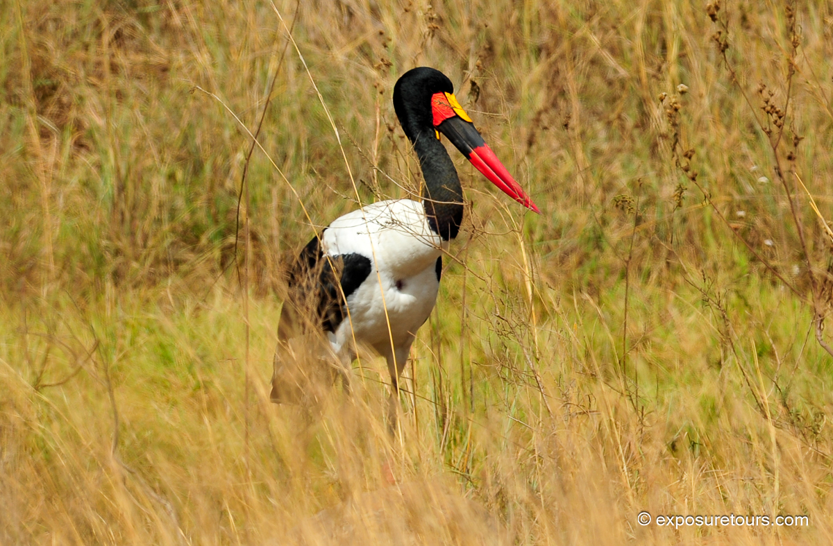 Saddle-billed Stork