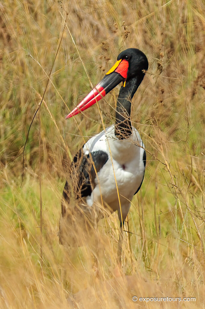 Saddle-billed Stork