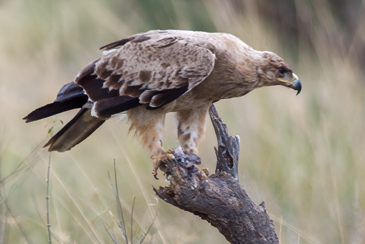 Tawny Eagle