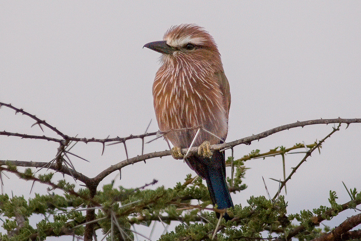 Purple Roller
