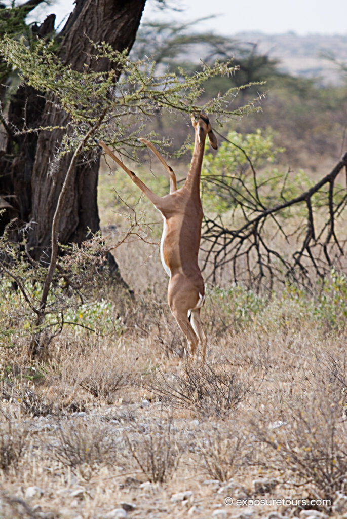 gerenuk