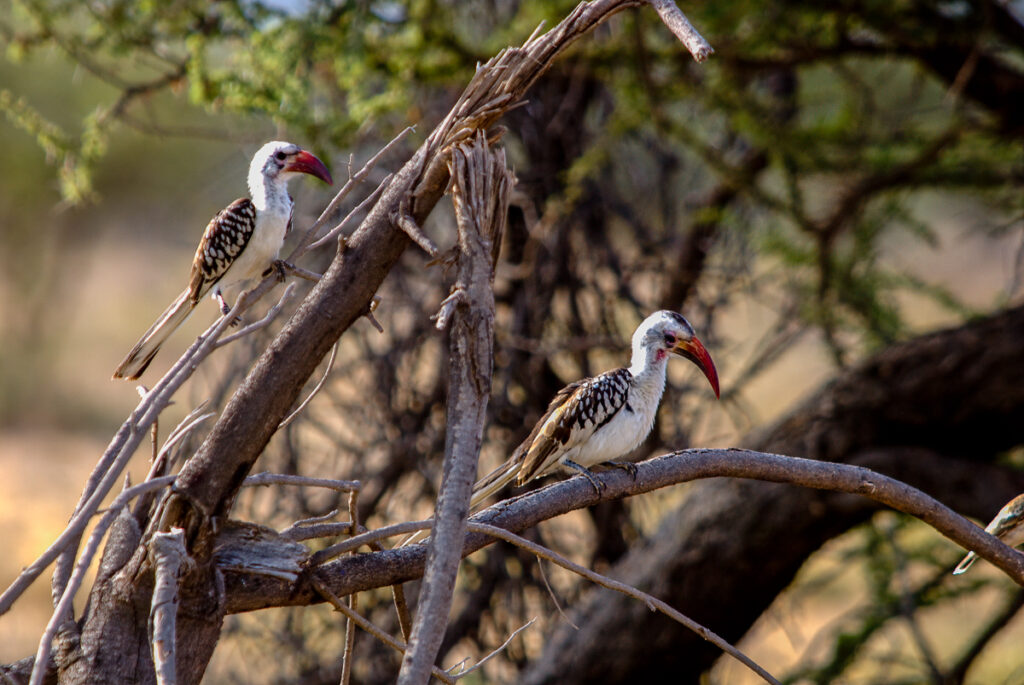 Northern Red-billed Hornbill