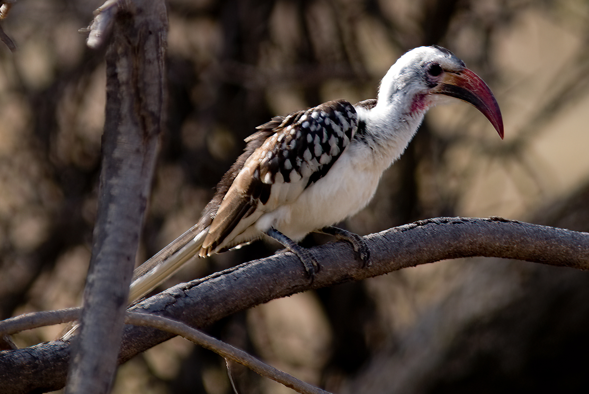 Northern Red-billed Hornbill