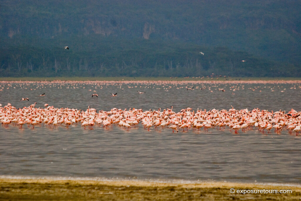 Flamingo group