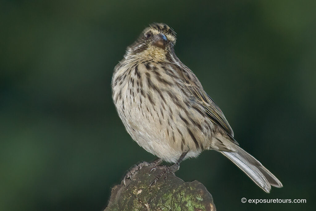 Streaky Seedeater