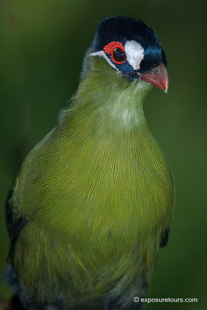 Hartlaub's Turaco
