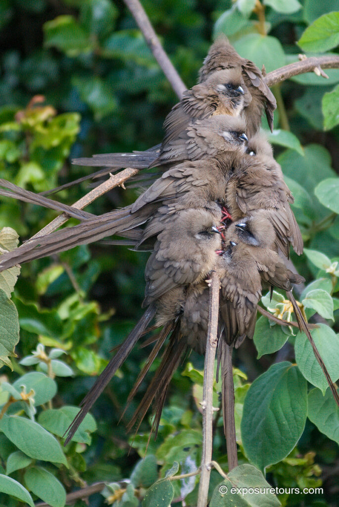 Speckled Mousebirds group