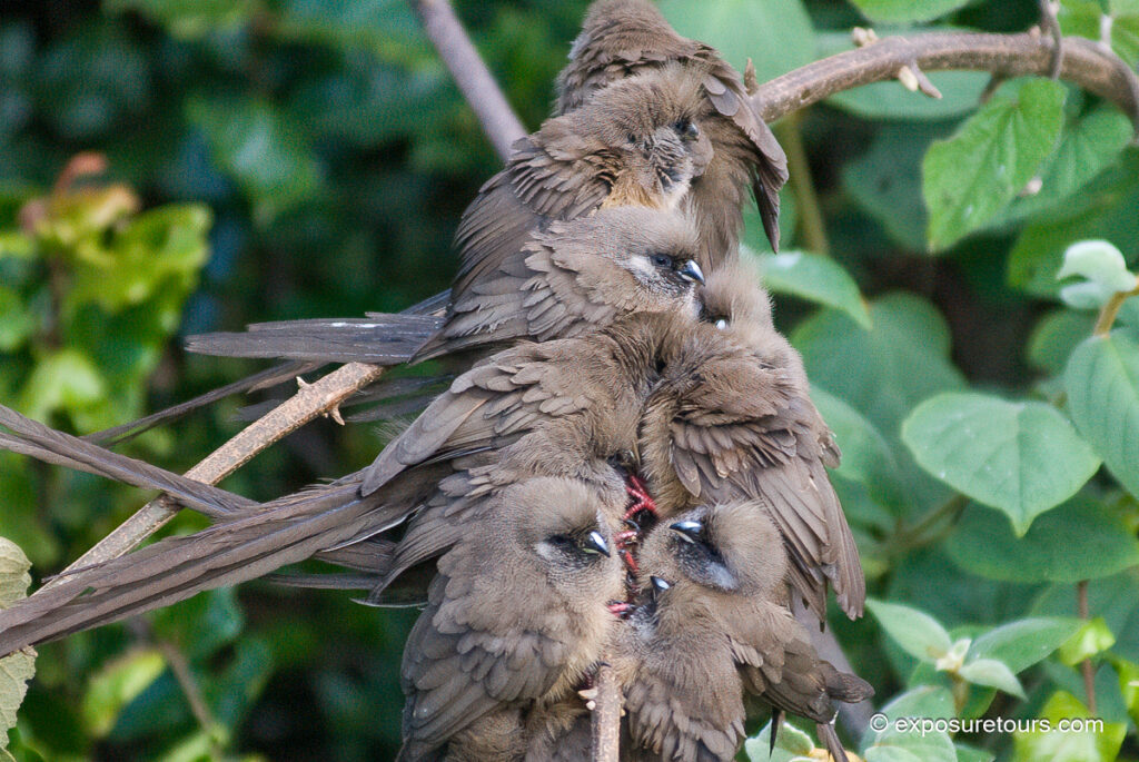 Speckled Mousebirds group