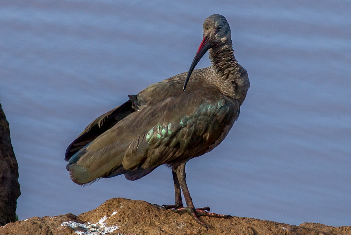 Hadada Ibis
