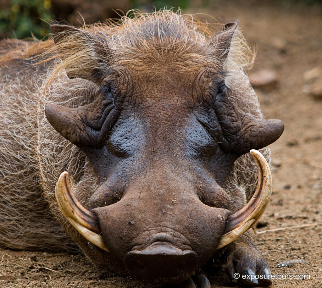 Warthog face
