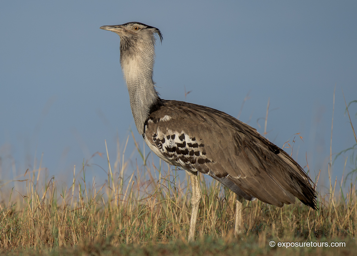 Kori Bustard