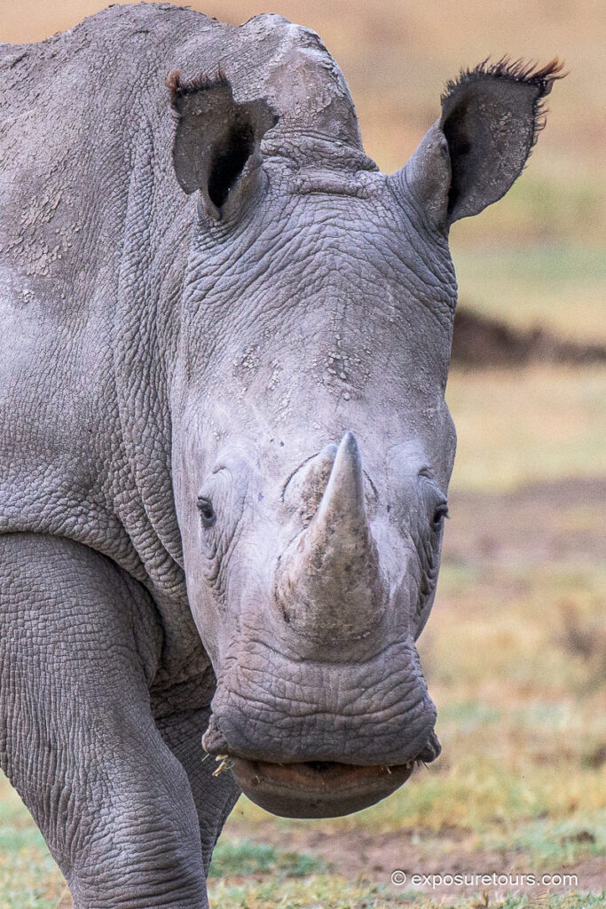 white rhino face