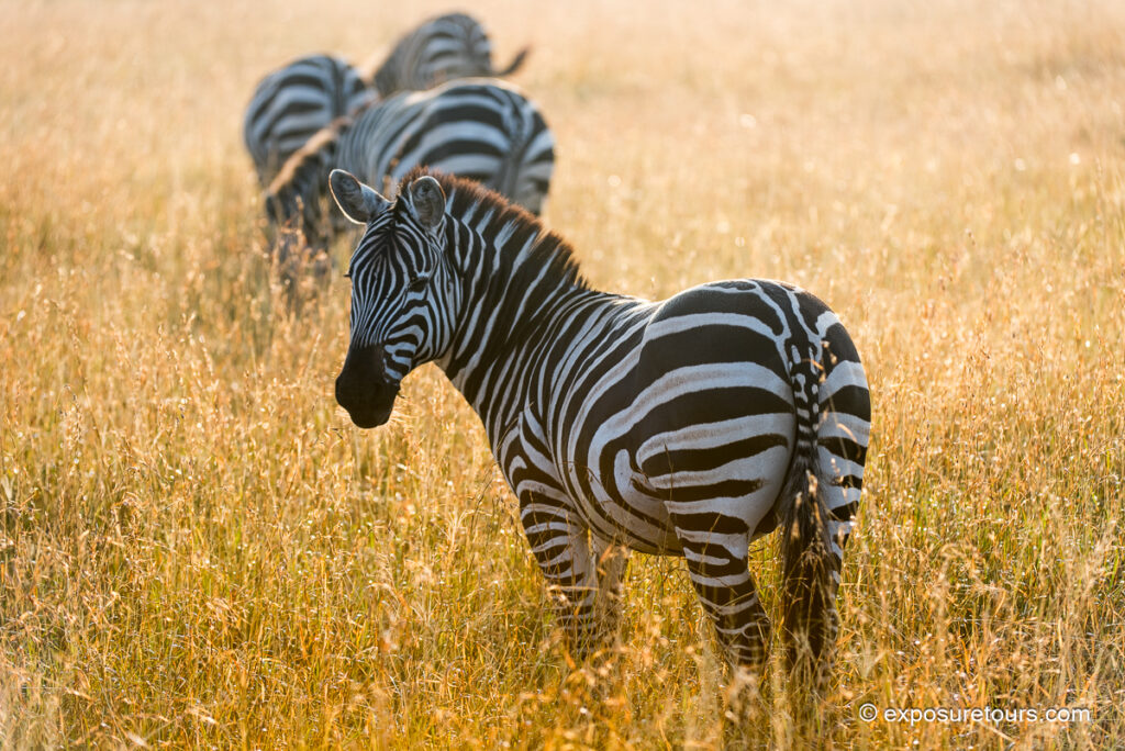 zebra golden light