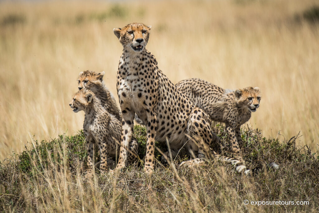 cheetah family
