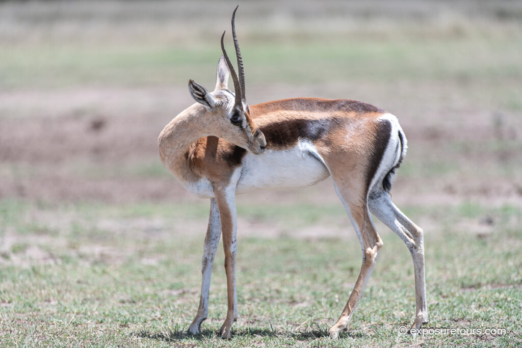 Thompson&rsquo;s Gazelle
