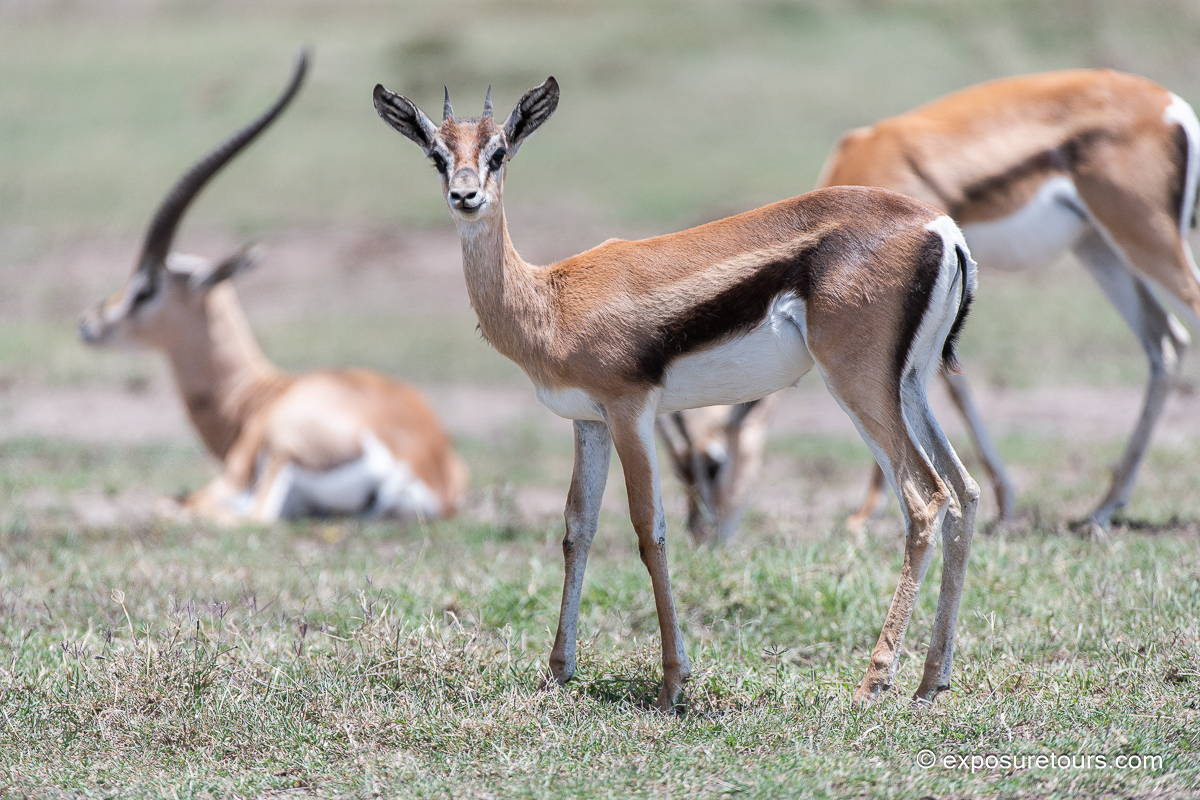Thompson&rsquo;s Gazelle