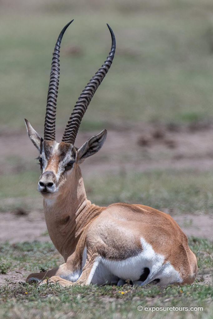Grant's Gazelle