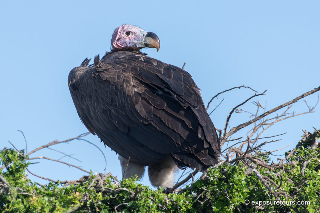 Lappet-faced Vulture face back