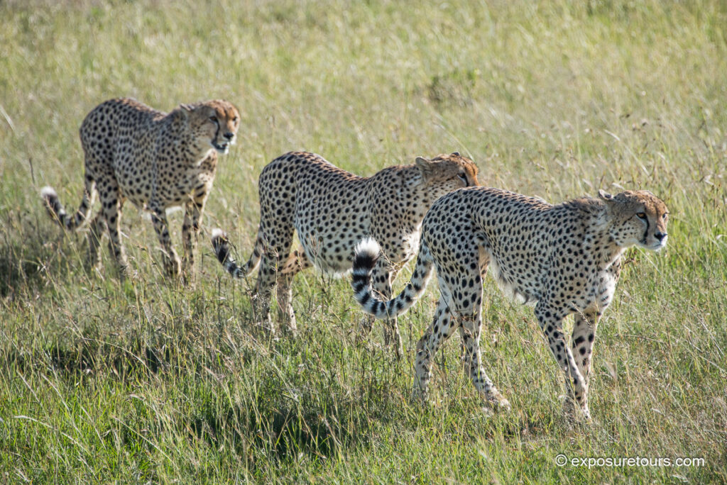 3 cheetah