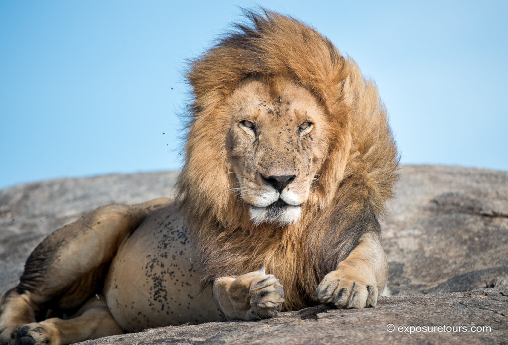 male lion
