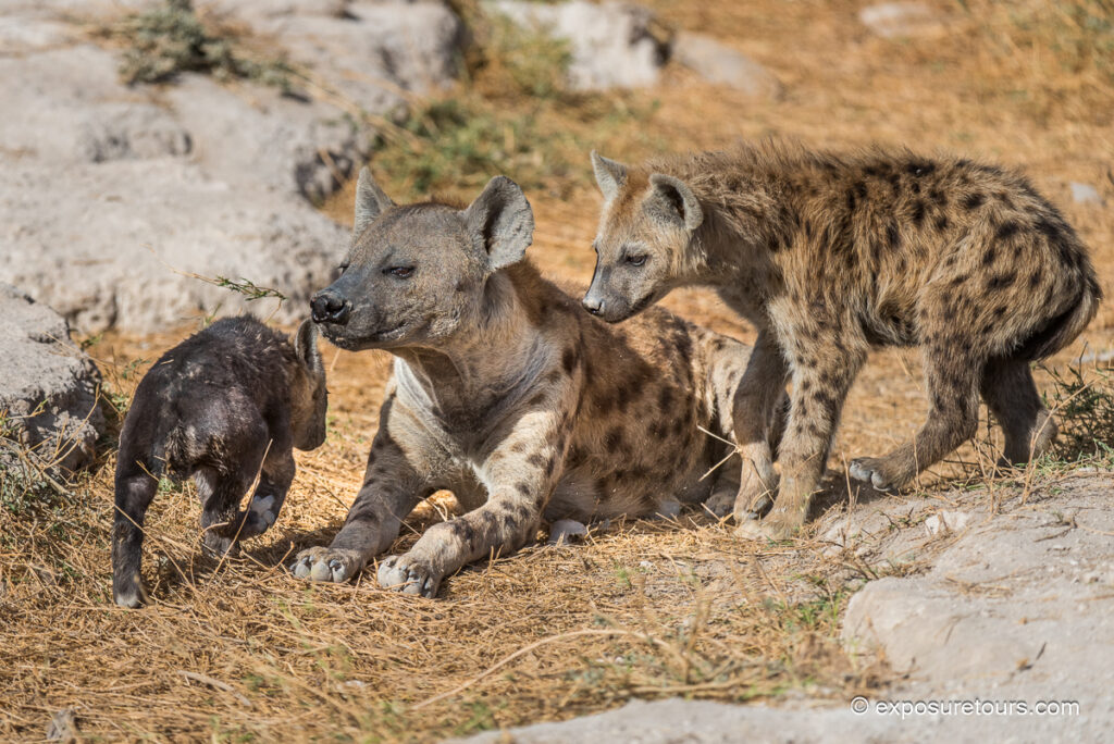 hyena cubs
