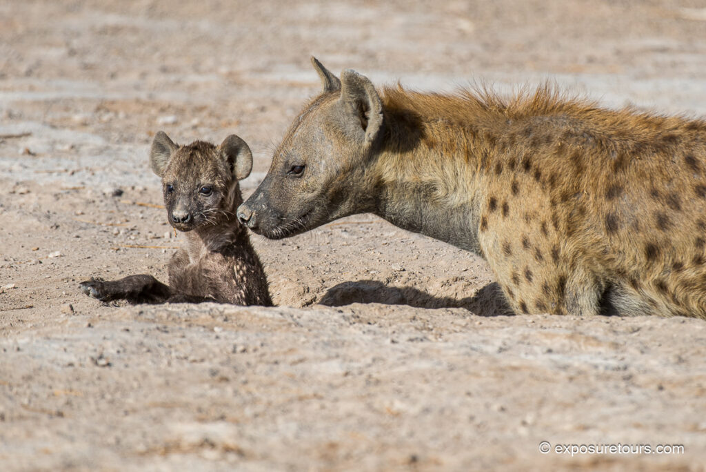 Hyena and cub