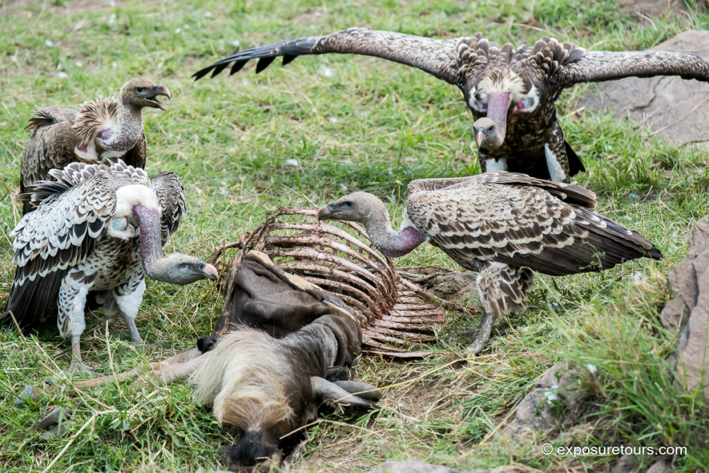 R&uuml;ppell's vulture with kill