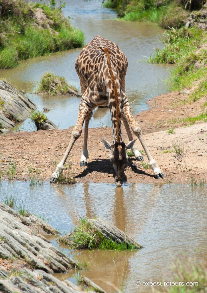 Giraffe drinking