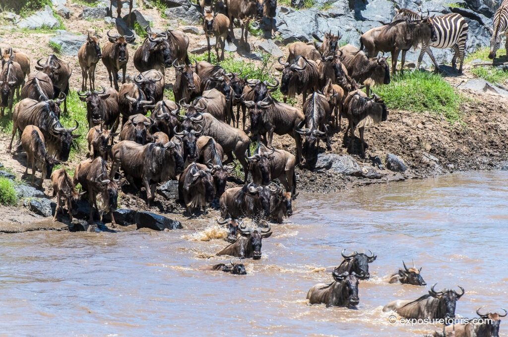 Wildebeest crossing