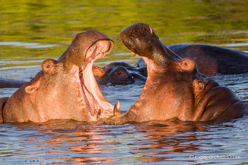 Hippo golden light yawn