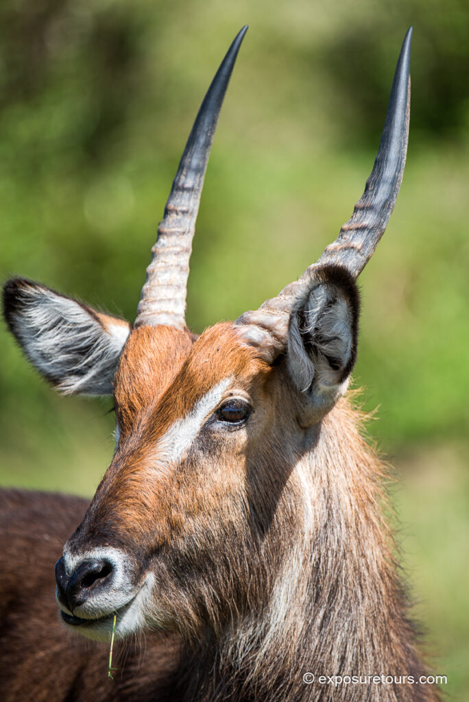 waterbuck head only