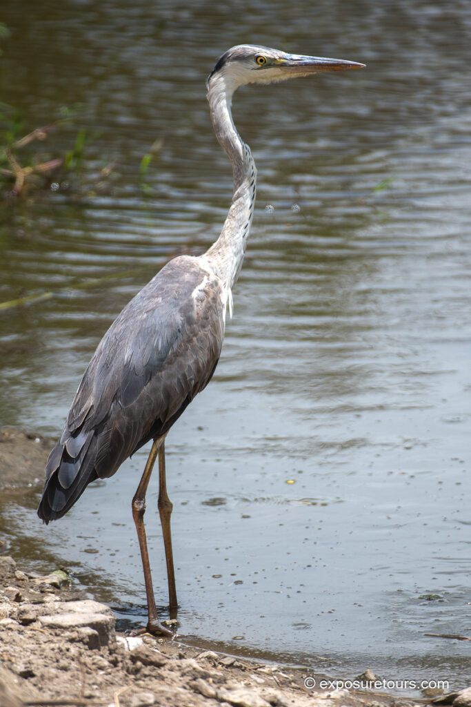 Grey Heron