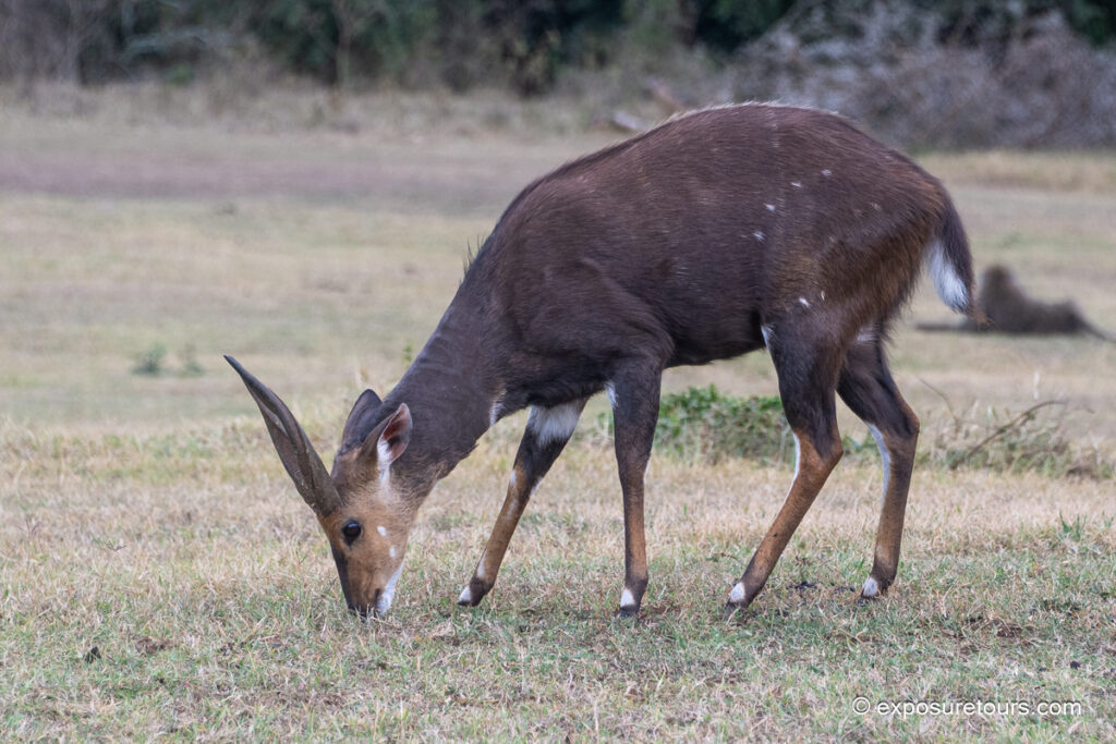 Bushbuck