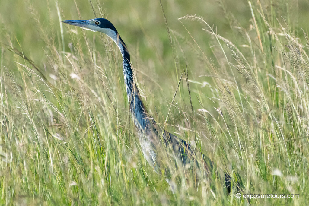 Black-headed Heron