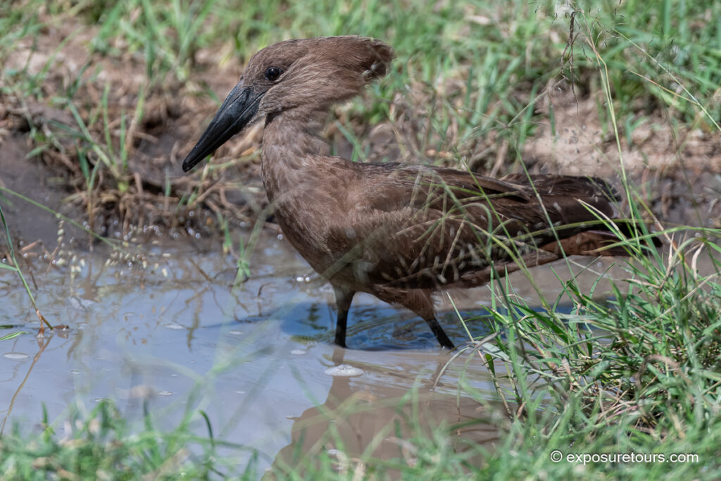 Hamerkop
