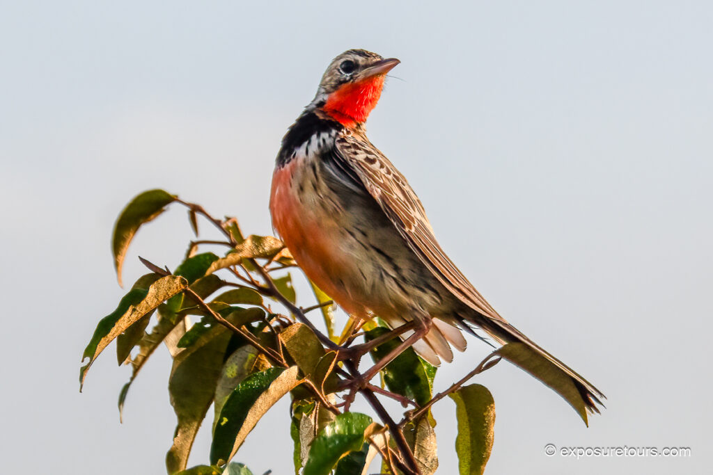 Rosy-throated Longclaw