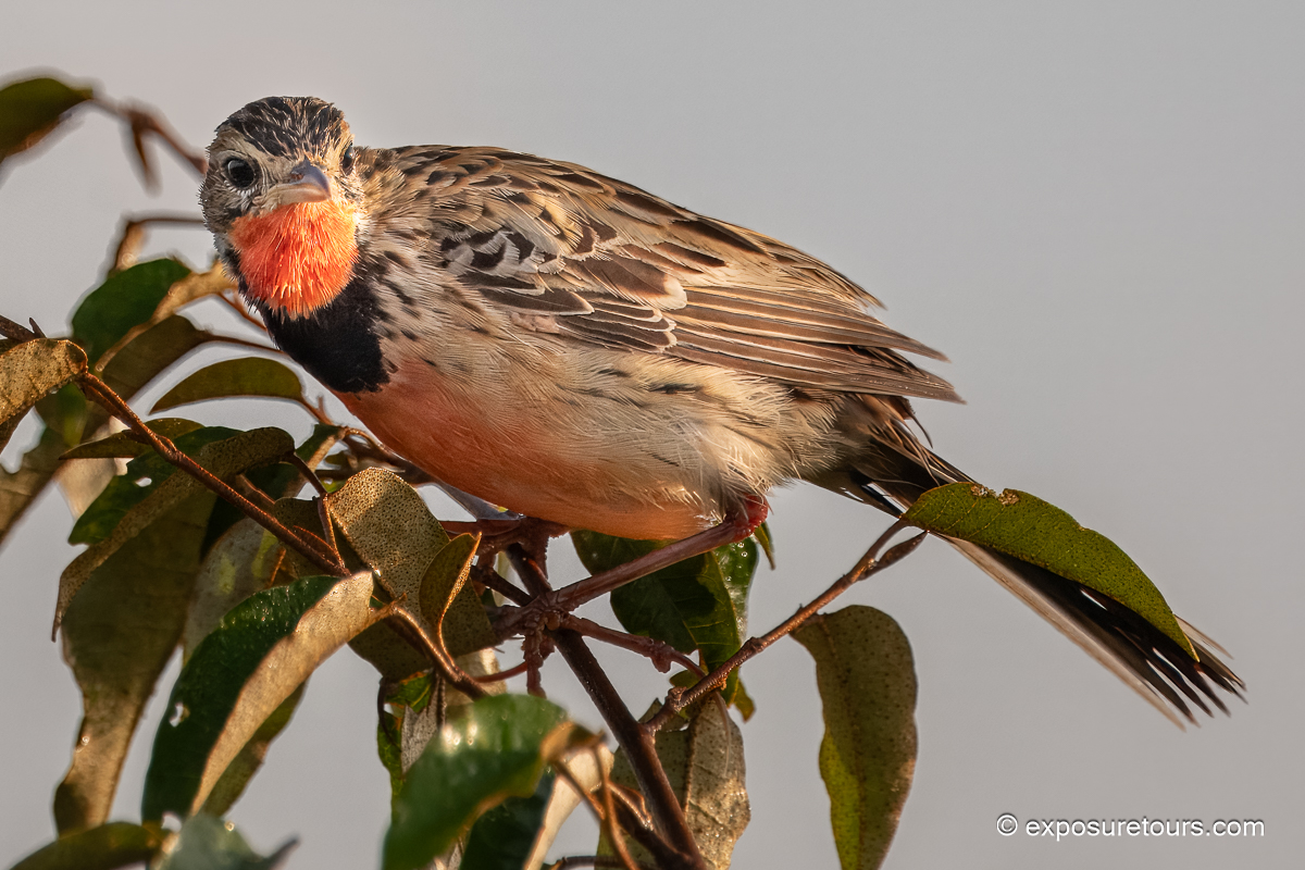 rosy-breasted longclaw