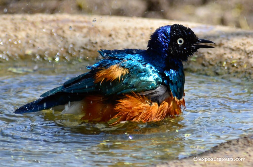 Superb Starling