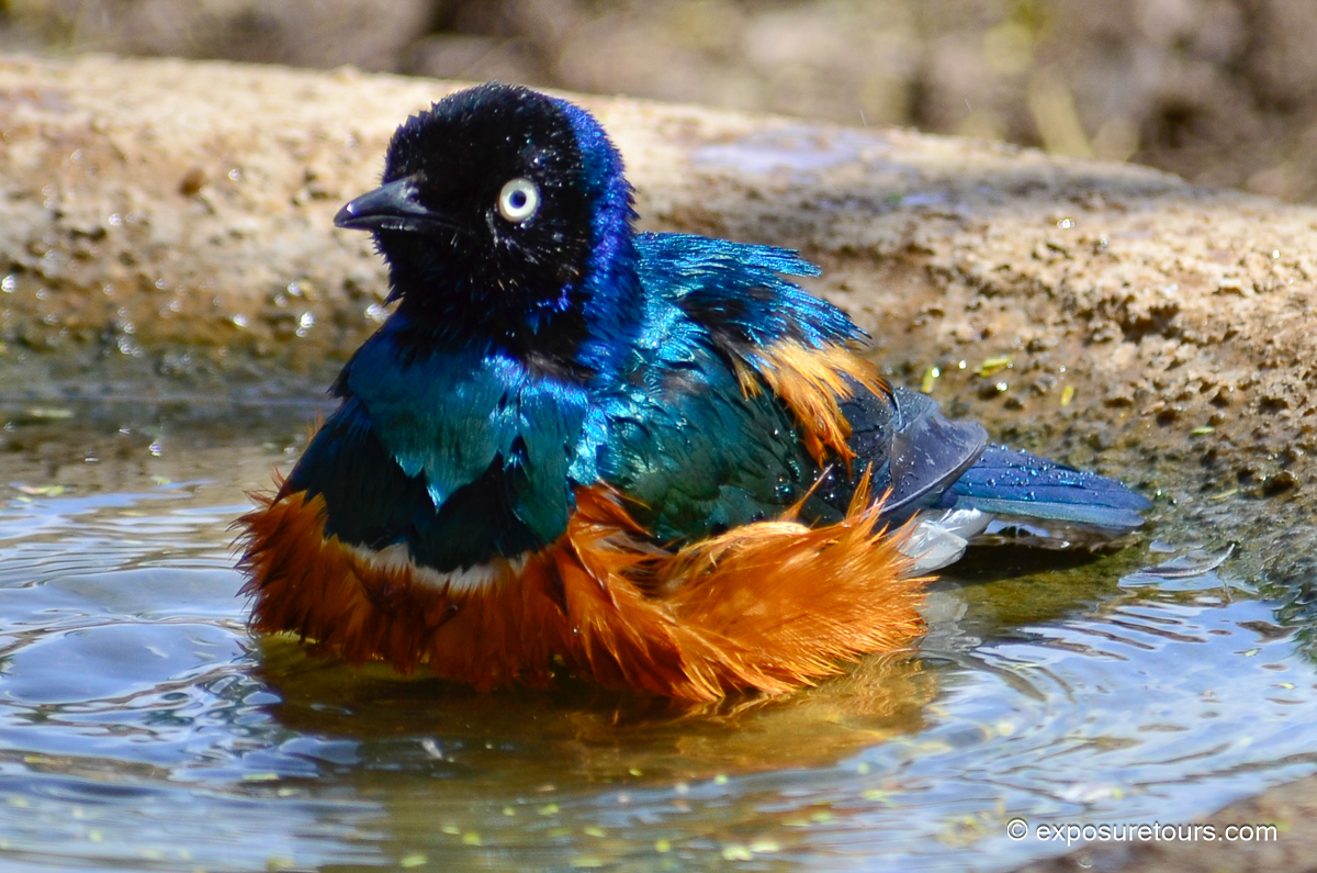 Superb Starling