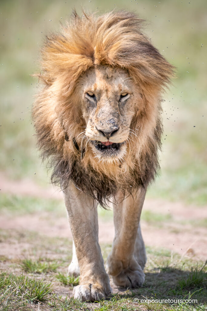 Male Lion