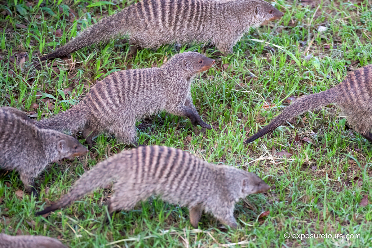 Banded mongooses