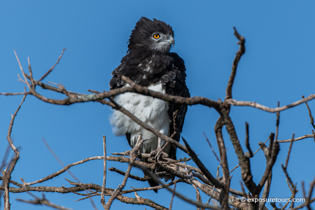 Black-chested Snake Eagle